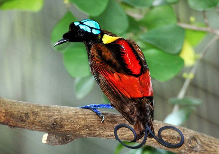 Wilson's Bird of Paradise Best.jpg