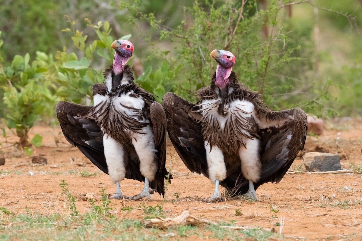 Lappet-faced vultures on display