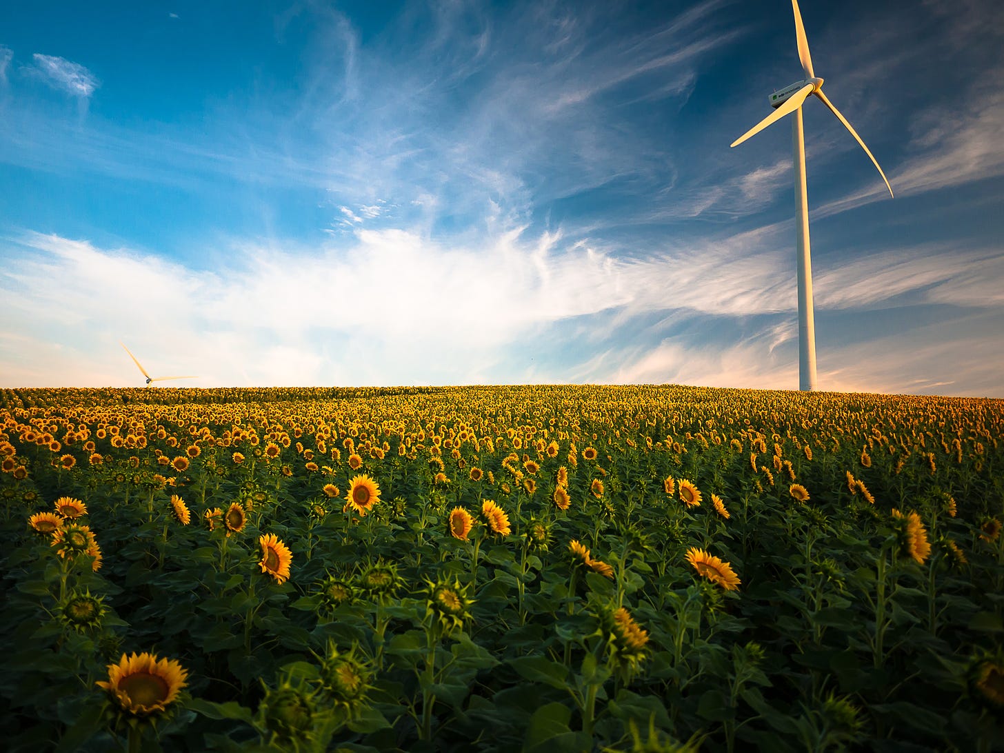field of sunflowers with modern windmill towering in the far distant right, into a sky filled with white whispy clouds