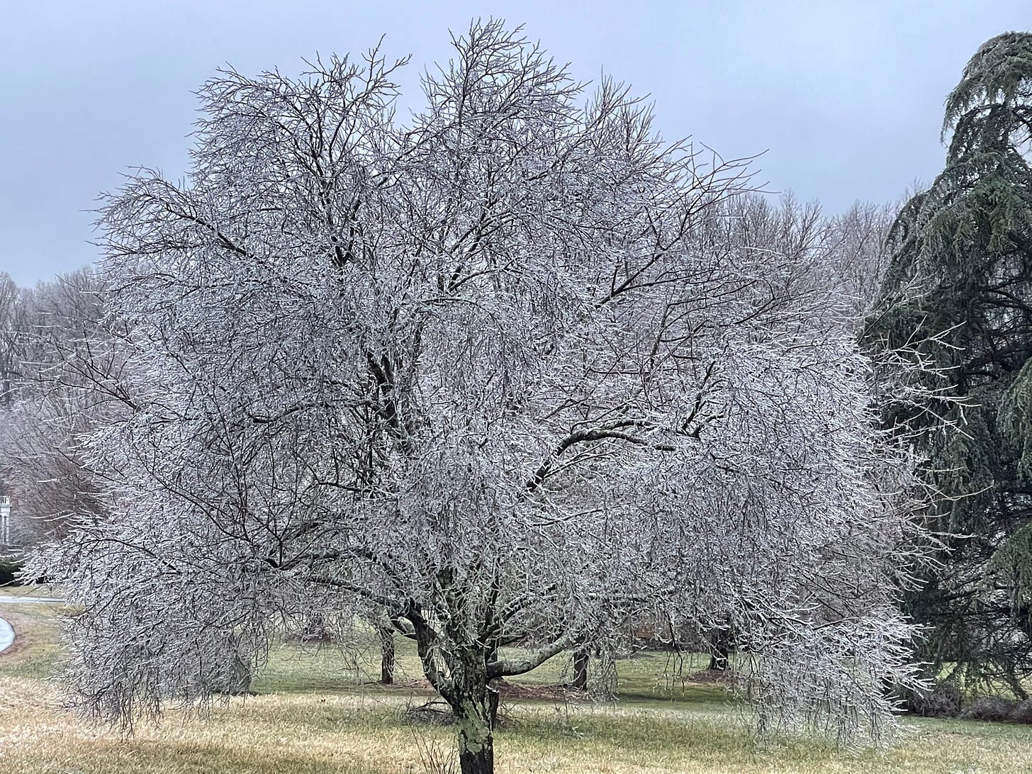 Ice Storm in Oak Ridge, NC