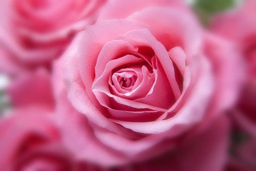 Flower, Roses, Plant, Pink Rose