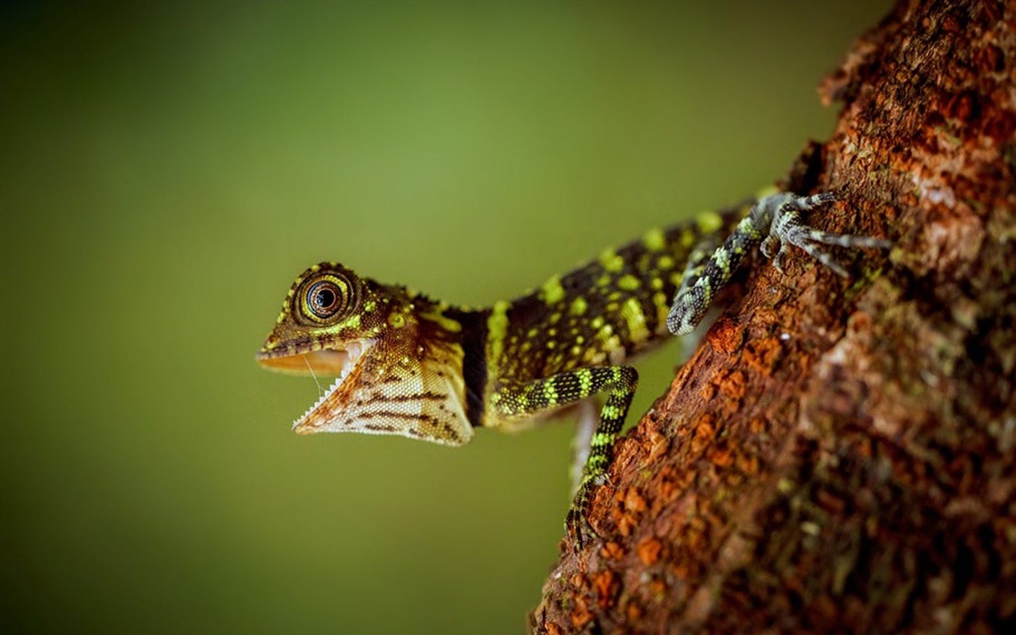 lizard, Reptile Wallpapers HD / Desktop and Mobile Backgrounds