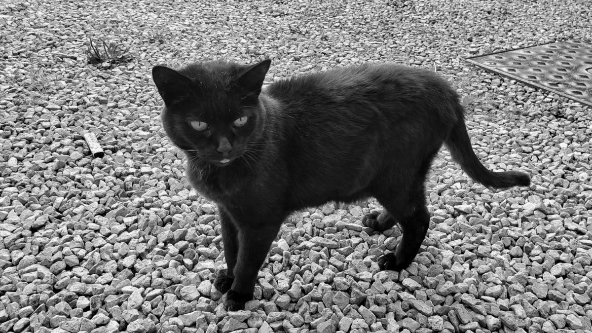 A black cat standing on a gravel driveway with her tongue sticking out