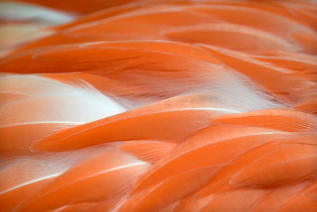 Flamingo feathers (Phoenicopterus)