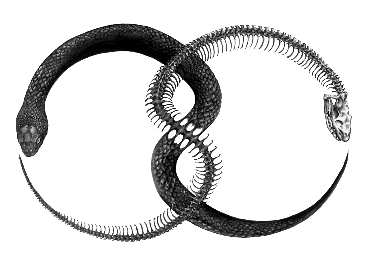 Download Images Tattoo Symbol Ouroboros Transparent PNG Download Free HQ  PNG Image | FreePNGImg
