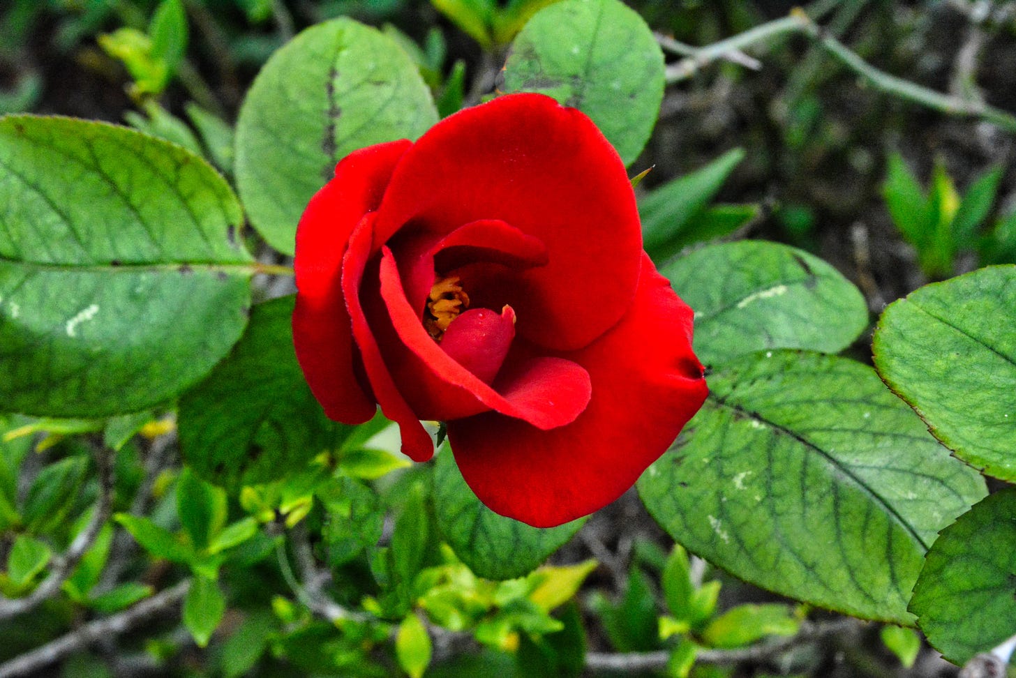 a single crimson rose against a background of deep green leaves