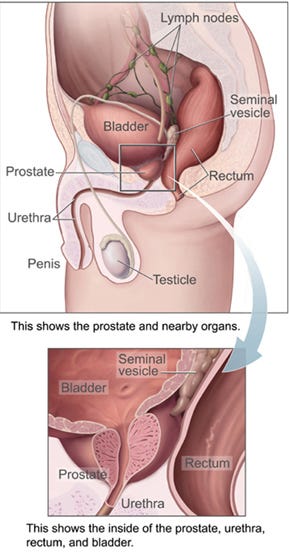 English: Prostate and bladder, sagittal sectio...