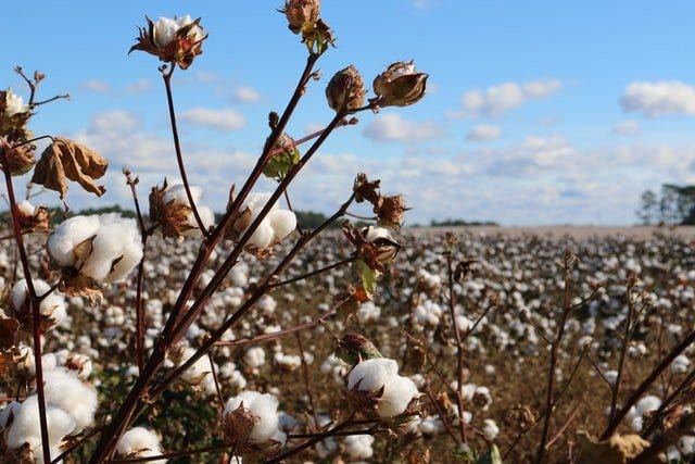 Cottonfield depicting that humans have a individual and collective responsibility to do good