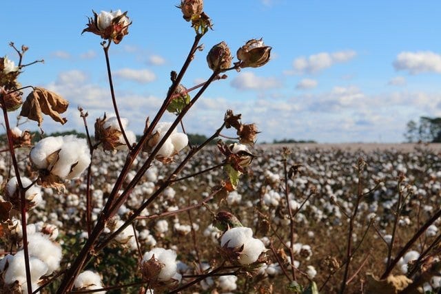 Cottonfield depicting that humans have a individual and collective responsibility to do good Cottonfield depicting that humans have a individual and collective responsibility to do good