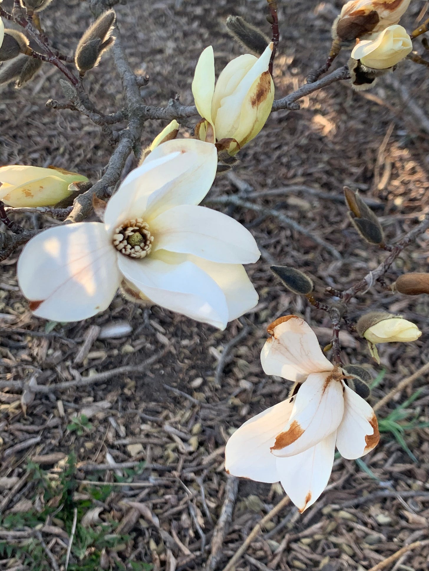 A white flower with only a handful of petals blooming out of a brown bud