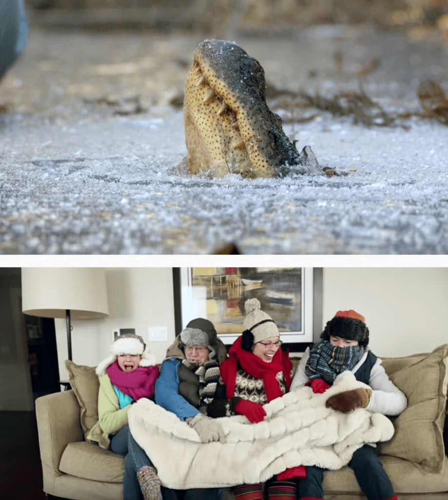  Pictured (Top): A member of a 37-million-year-old reptile species merges with ice and endures a months-long deep freeze during a harsh winter. (Bottom) The crown of creation fights over a blanket to survive a chilly afternoon. 
