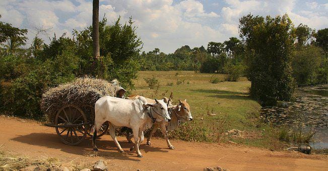 Ox Cart, Harvest, Rice, Farmer, Simple