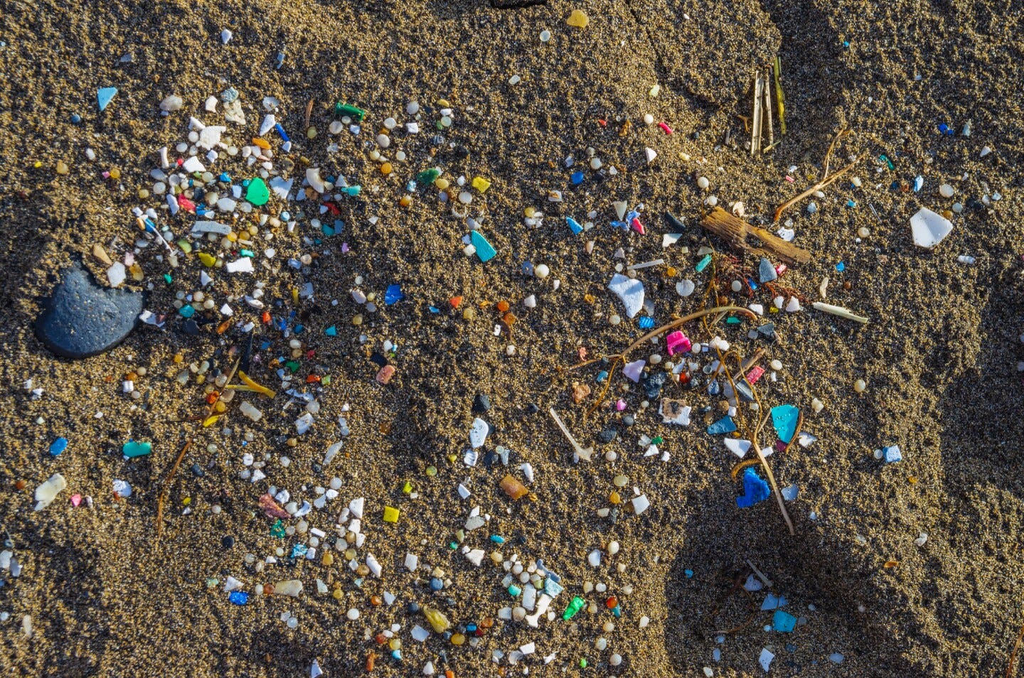 A new study has demonstrated that microplastics that wash out to sea can take dangeorus pathogens along for the ride