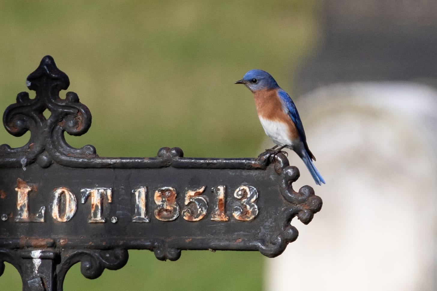 a bright blue bird with a rusty breast and white belly standing on the right side of a black ironwork sign, facing left. the left half of the sign is cut off, but you can see ".LOT. 18513" in chipping white and rusty paint. there is a blurry headstone in the background.