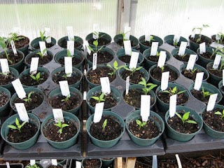 trays of sprouted pepper seeds