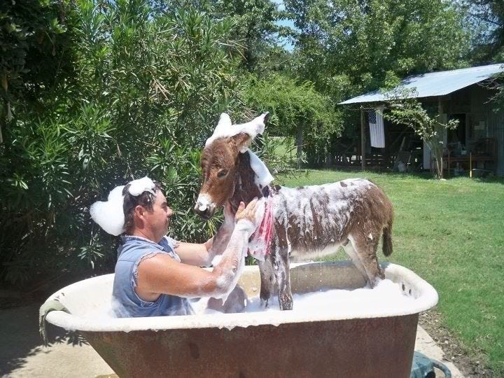 Oh, you know, just taking a bath with my donkey... no big deal. | Cute  donkey, Donkey, Cute funny animals