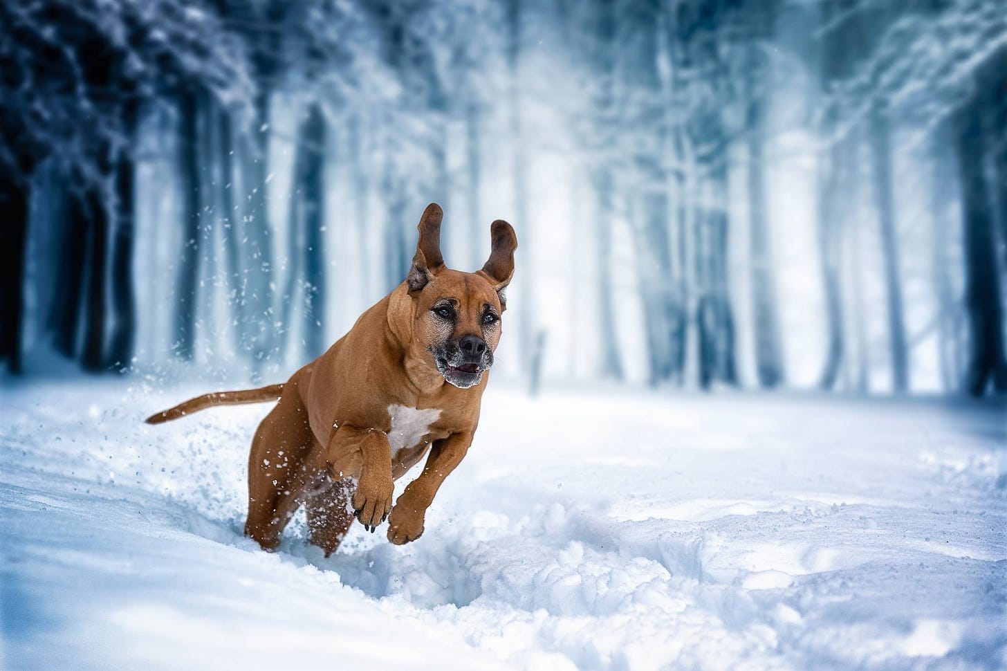 snow, Winter, Dog, Nature, Animals, Running, Jumping Wallpapers HD / Desktop and Mobile Backgrounds