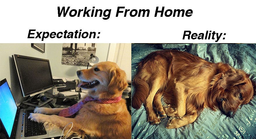 Work From Home Memes - StayHipp