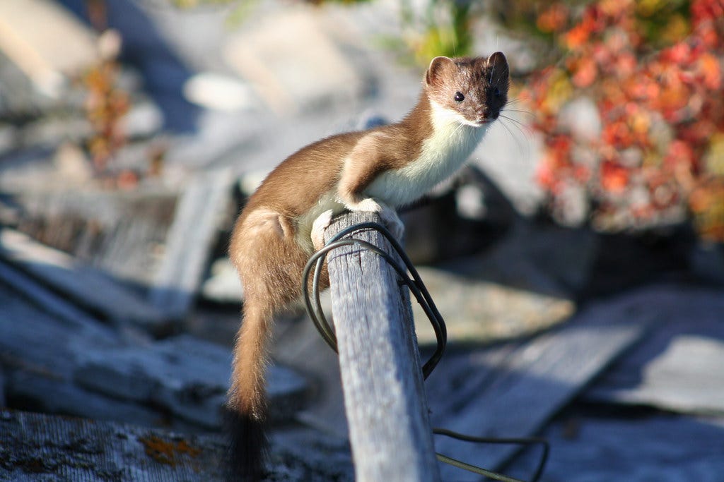 "Least Weasel" by Bering Land Bridge National Preserve is licensed under CC BY 2.0 