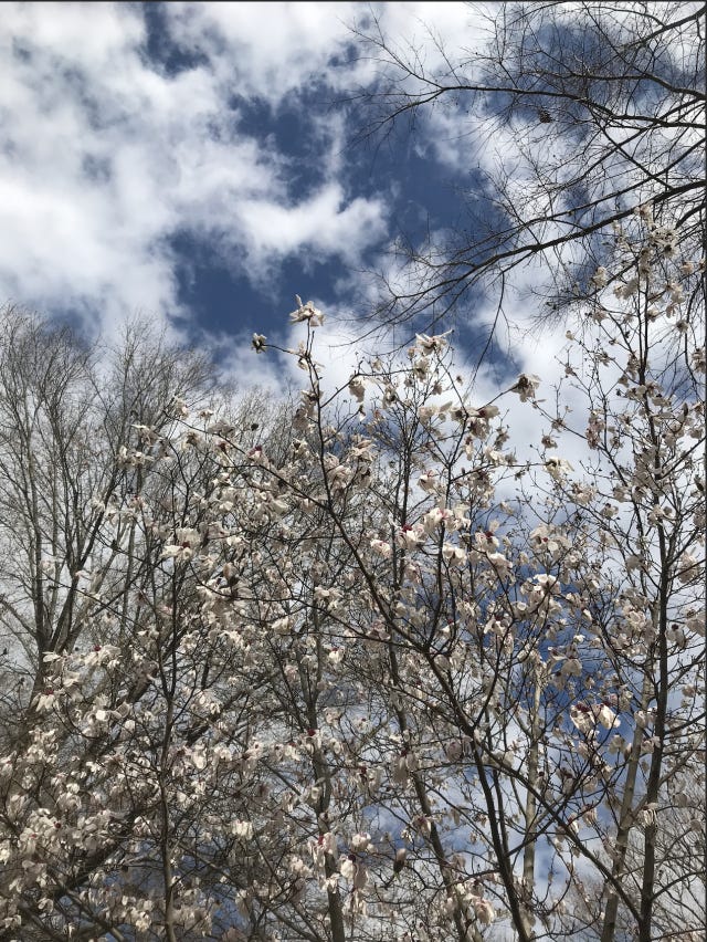 a magnolia sky ~