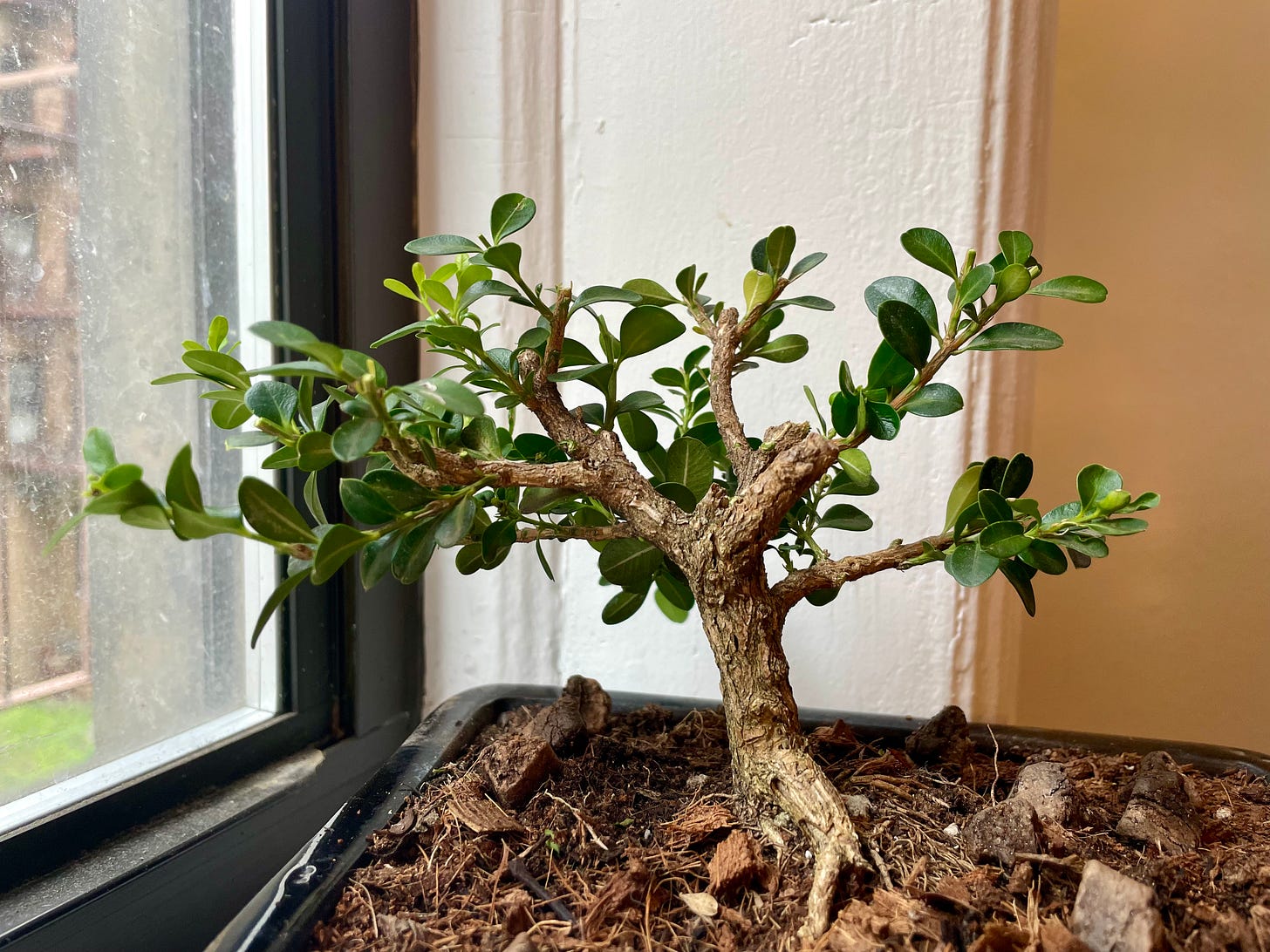 ID: Photo of freshly pruned boxwood bonsai.