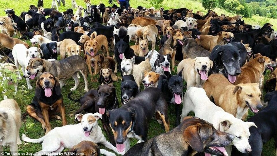 Dog paradise 'Land Of The Strays' in Costa Rica where nearly 1,000 run free | Daily Mail Online