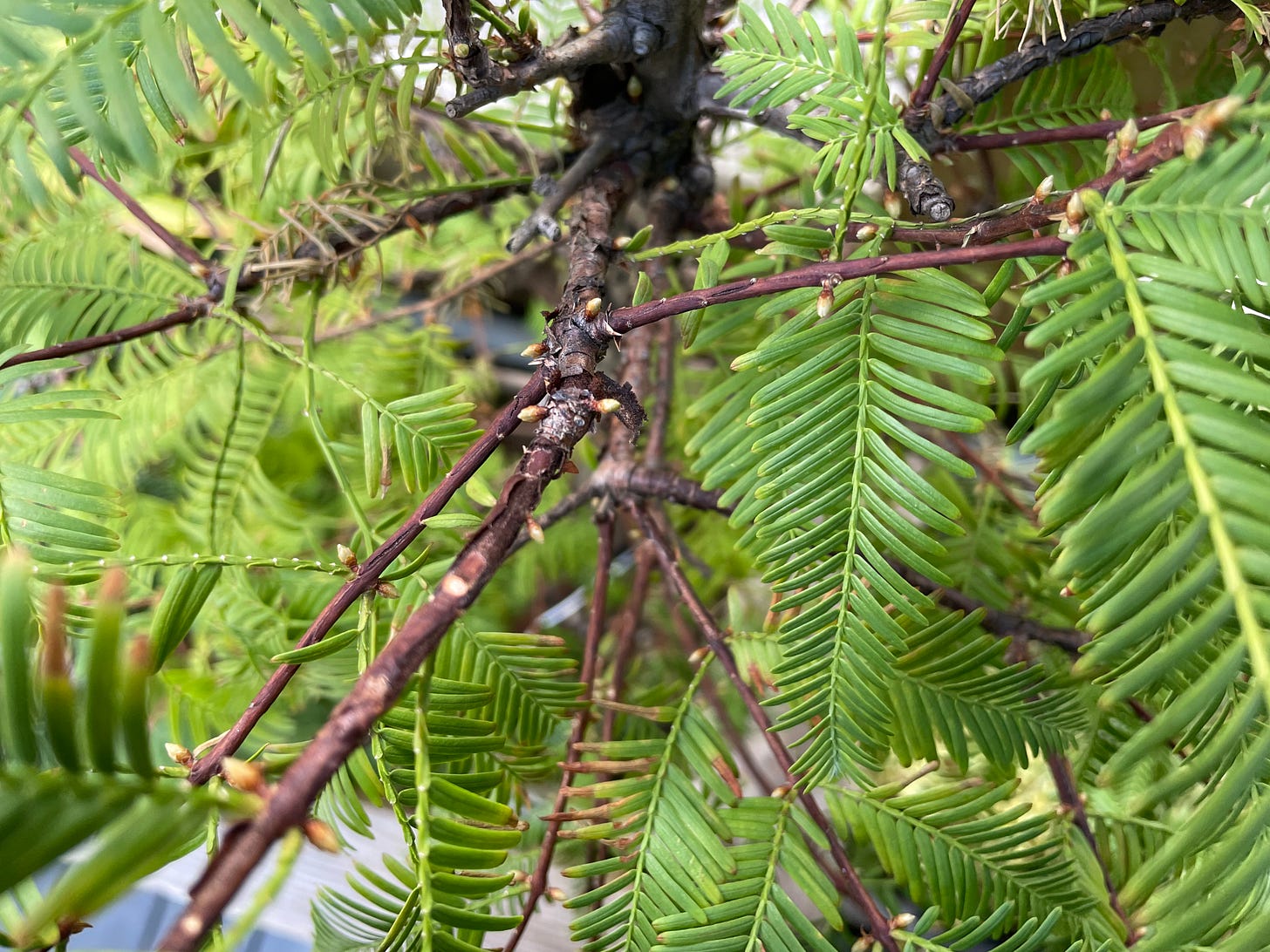 ID: Close up photo of dawn redwood branch showing buds poking out every which way