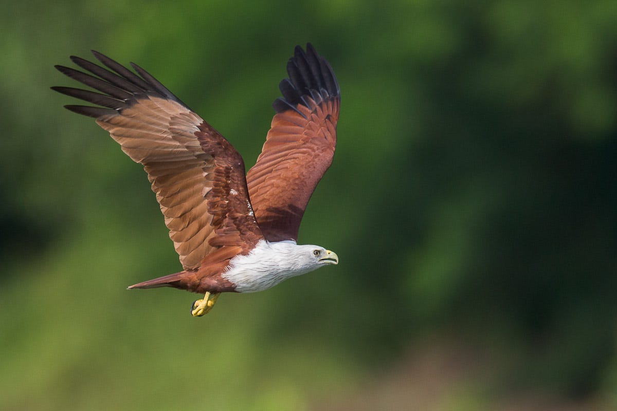 Brahminy Kite – Singapore Birds Project