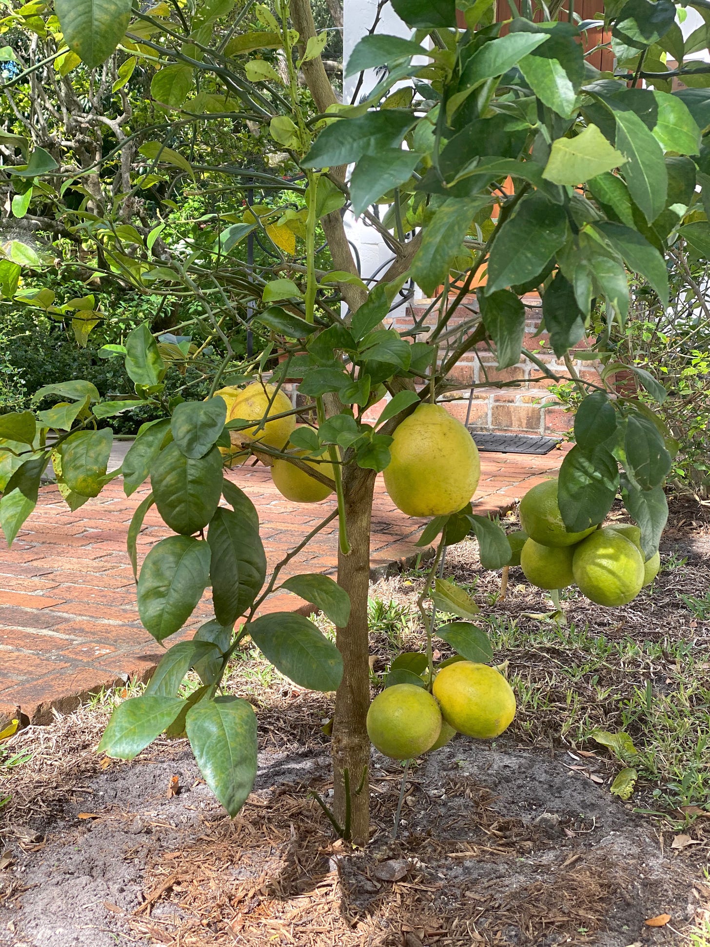 Jen’s Meyer lemon tree, where the fruit grows as big as softballs.
