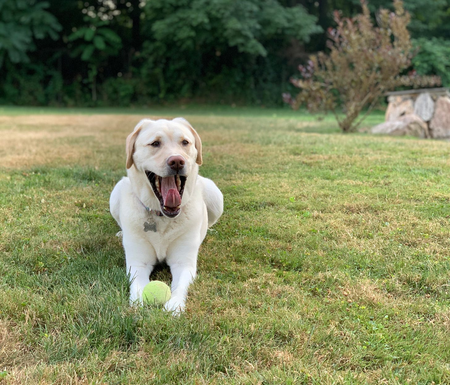 A yellow Labrador retriever lays in the grass with a tennis ball between her front paws. She's yawning with her tongue out. There's trees, a bush and a stone wall in the background. 