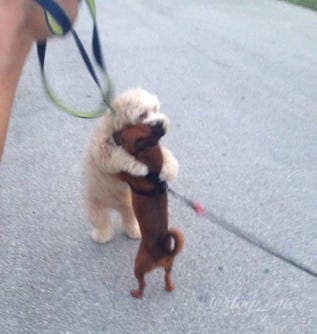 Dog hugs make everything okay