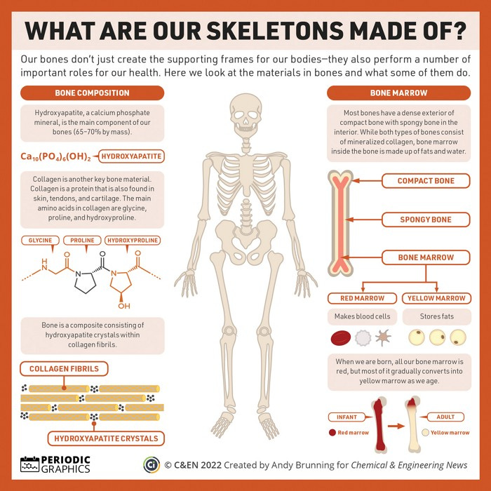 Infographic on what bones are made of. Bone is a composite of collagen protein and hydroxyapatite mineral. Bone marrow is made up of mostly fats and water. Bone marrow is either red marrow, which makes blood cells, or yellow marrow, which stores fats. When we are born, all our bone marrow is red, but it gradually converts into yellow marrow as we age.
