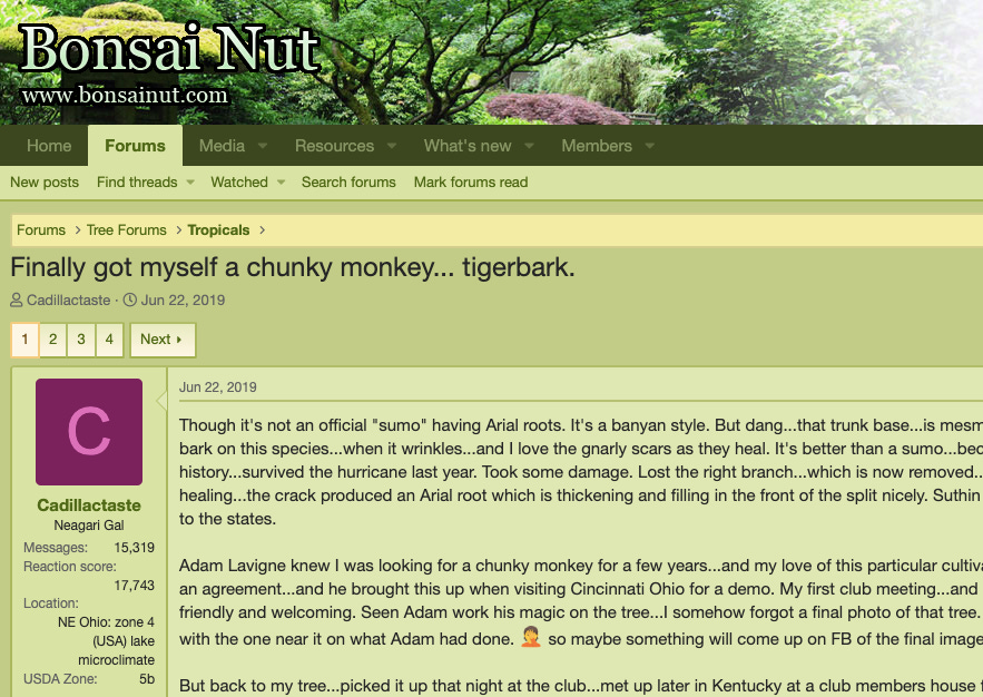 ID: Screenshot from the Bonsai Nut forum thread titled, "Finally got myself a chunky monkey tiger bark.