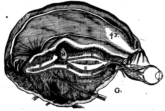 Image result for gland descartes