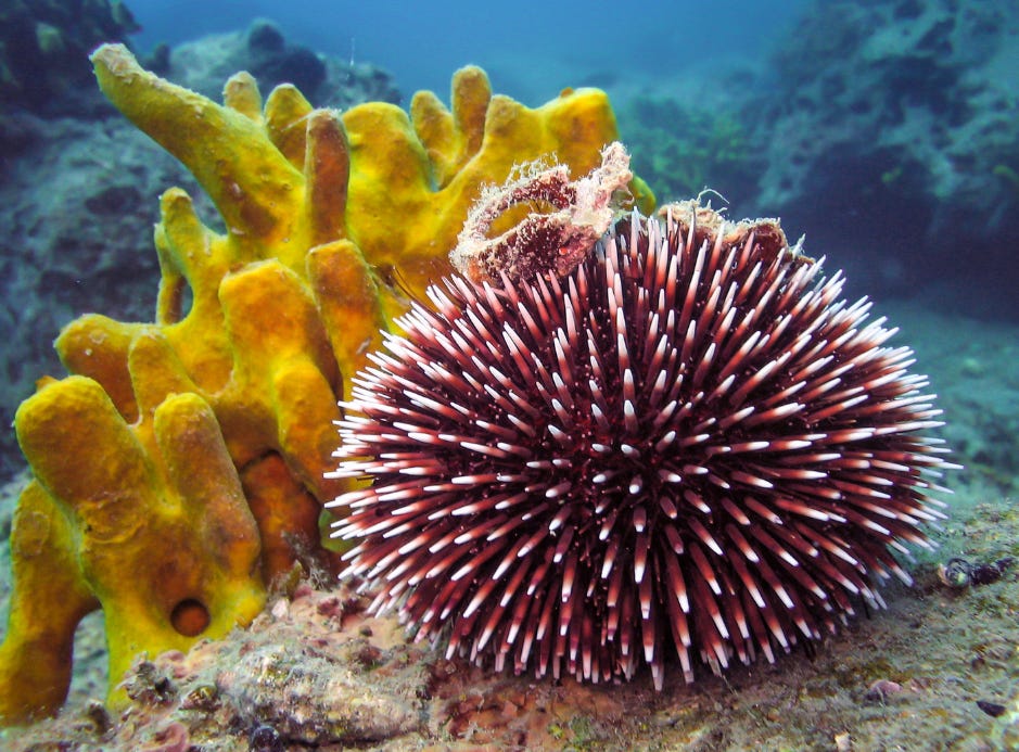 Sea Urchin - Animal Corner