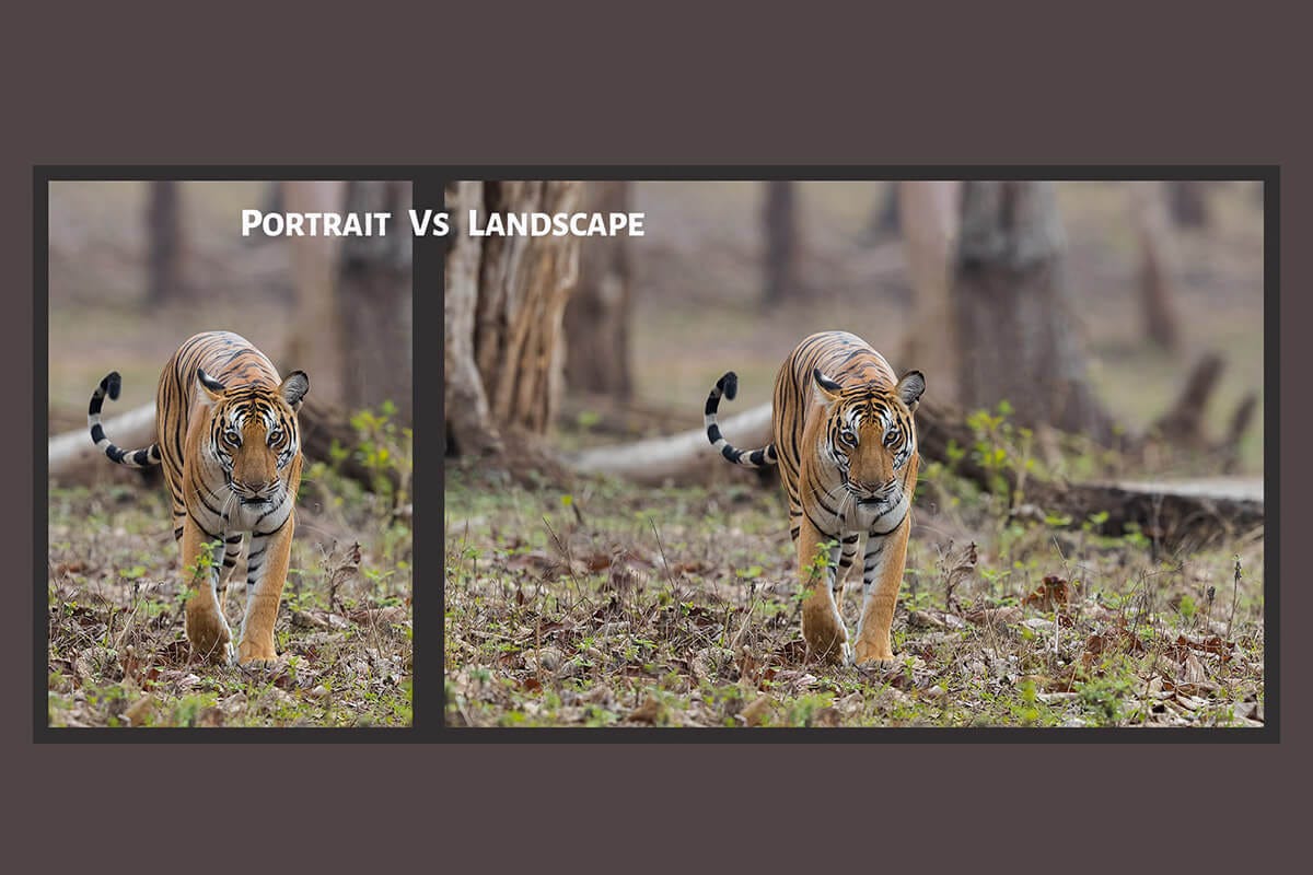 Portrait Vs Landscape – Which Orientation to Shoot? - PhotographyAxis