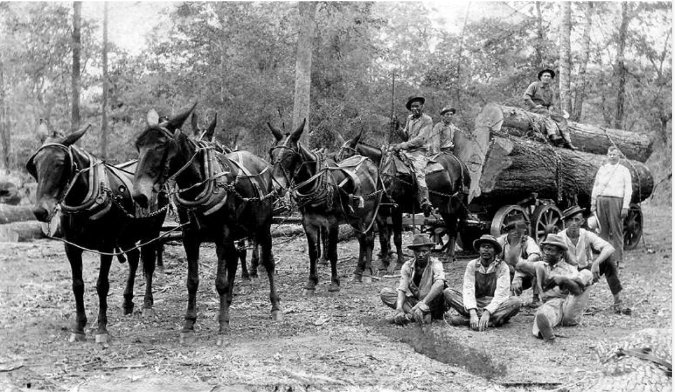 Lumbermen and horses waiting for something on the Singer tract.
