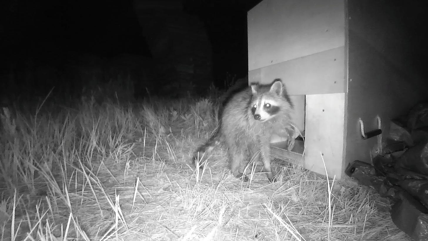 Black and white cam image of a raccoon about to reach its paw in a Skinner box.