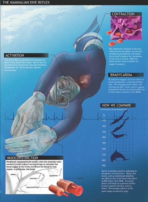 Dive Reflex Infographic LMOORE – Lindsay K. Moore