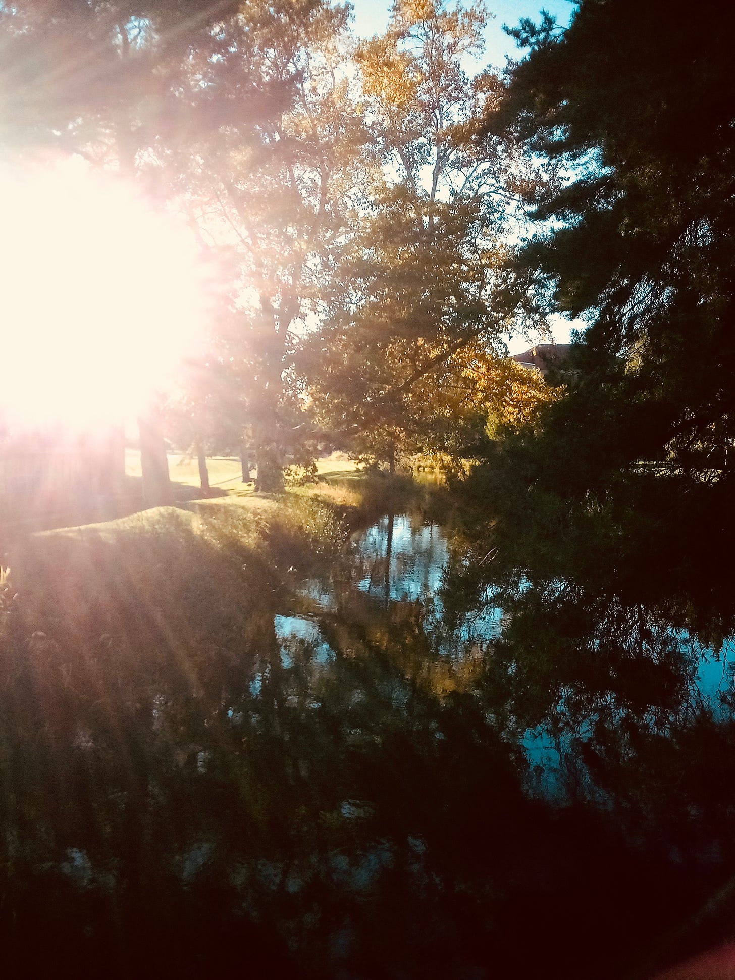 Sunshine through autumn trees
