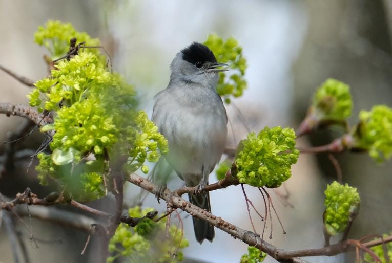 Une fauvette à tête noire (Sylvia atricapilla) mâle chante dans un parc à Leipzig, dans la Saxe (en Allemagne), le 3 avril 2021. Sebastian Willnow/dpa-Zentralbild/ZB