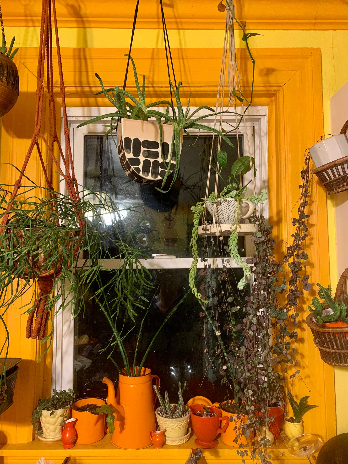 plants hanging in front of a window in an orange room