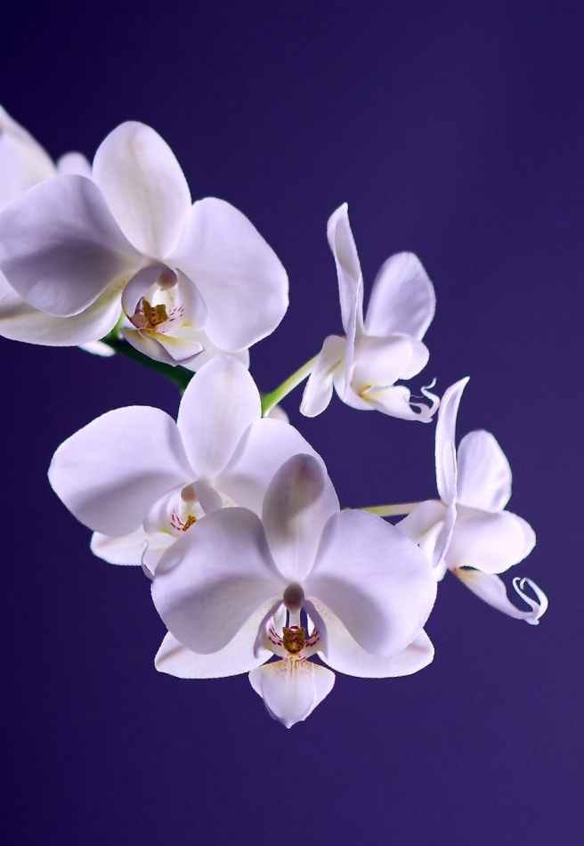 flowers blue garden plant flowers blue garden plant