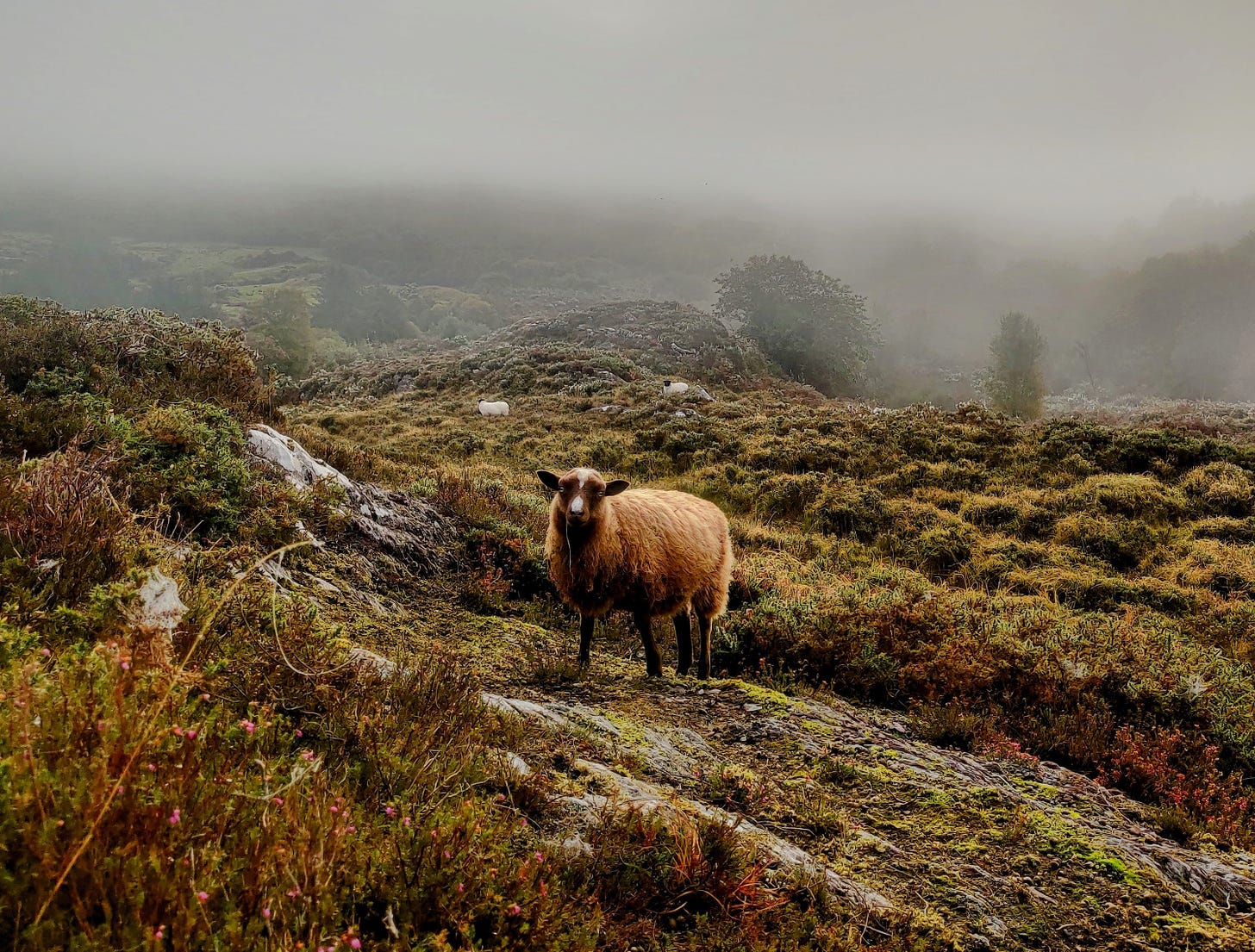 brown lamb climbing the rocks above the mist