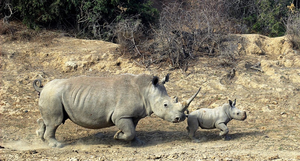 White rhino calf running in front of its mother