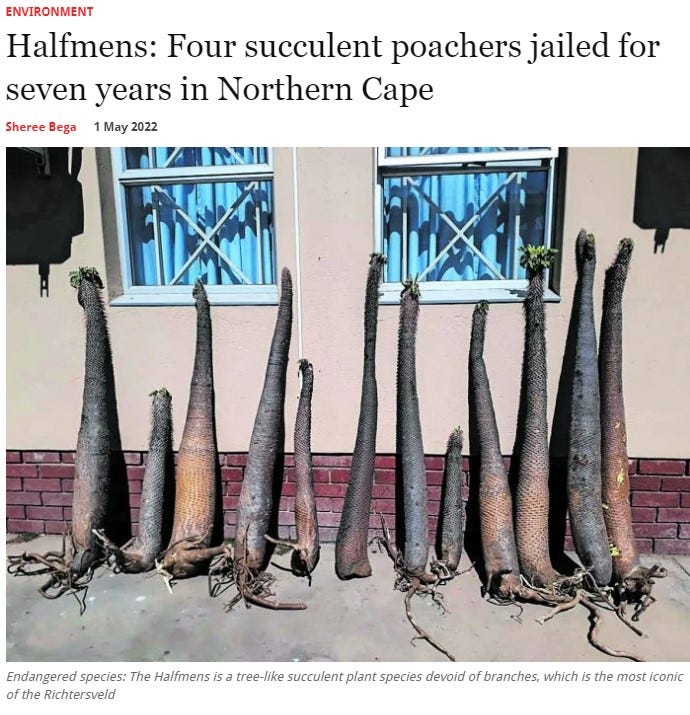 Screengrab of M&G article about poachers being sent to jail.
