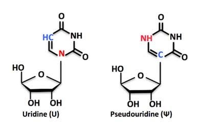 Structure formulae of uridine and pseudouridine. 