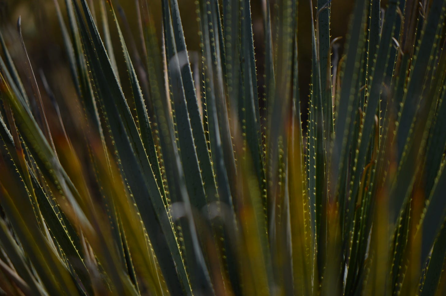 Dasylirion wheeleri close-up of foliage