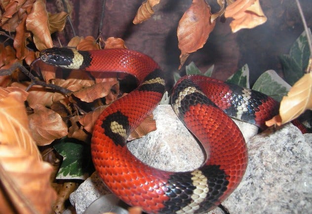 Photo of a red snake with bands of black an white.