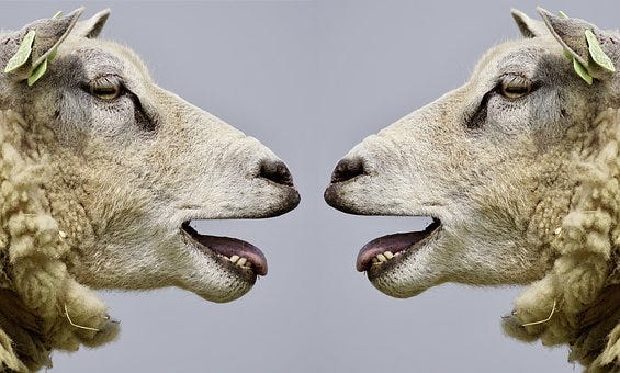 Sheep, Bleat, Communication, Communicate Sheep, Bleat, Communication, Communicate